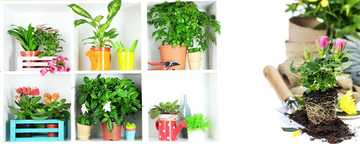 правила выращивания комнатных растений