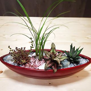 мастер класс по созданию композиции из комнатных растений