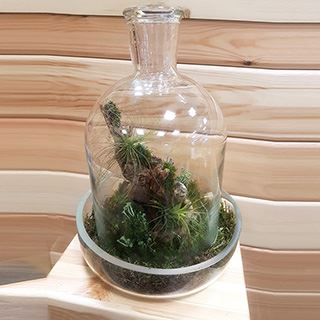 мастер класс по созданию флорариума