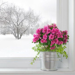 Как ухаживать за растениями зимой