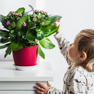 Растения для детской комнаты